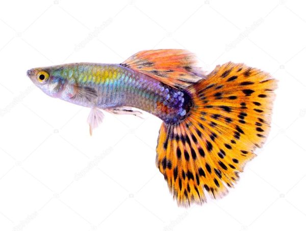 Pez Guppy (Pareja importada)
